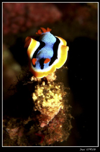 Doris Elisabethina :-D by Daniel Strub 